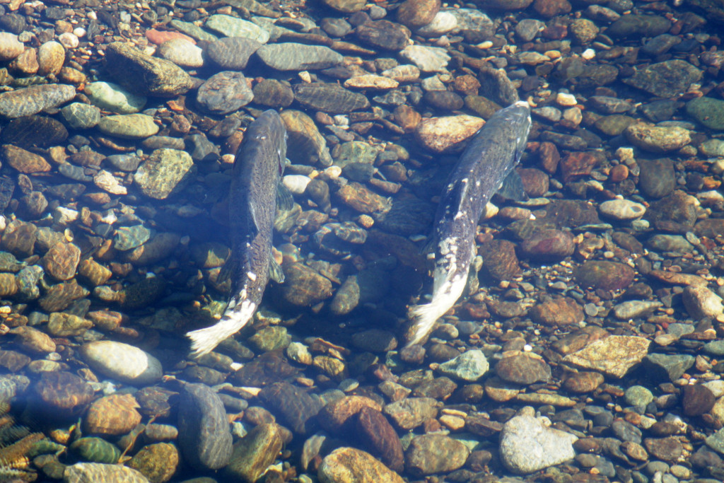 Chinook salmon (Oncorhynchus tshawytscha).
