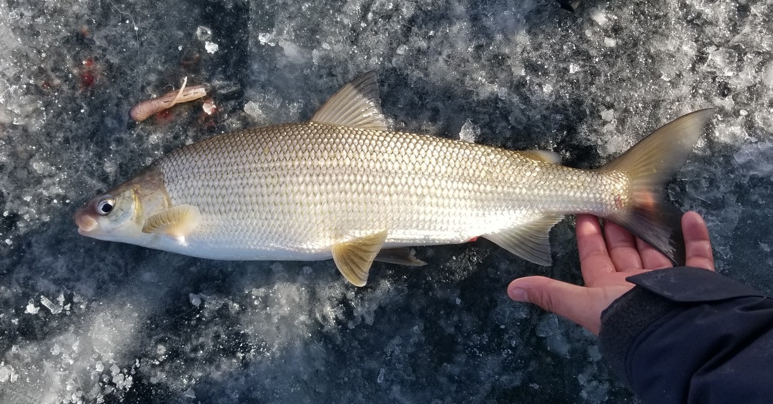 Using Genomics Techniques to Delineate Lake Michigan Whitefish Stocks