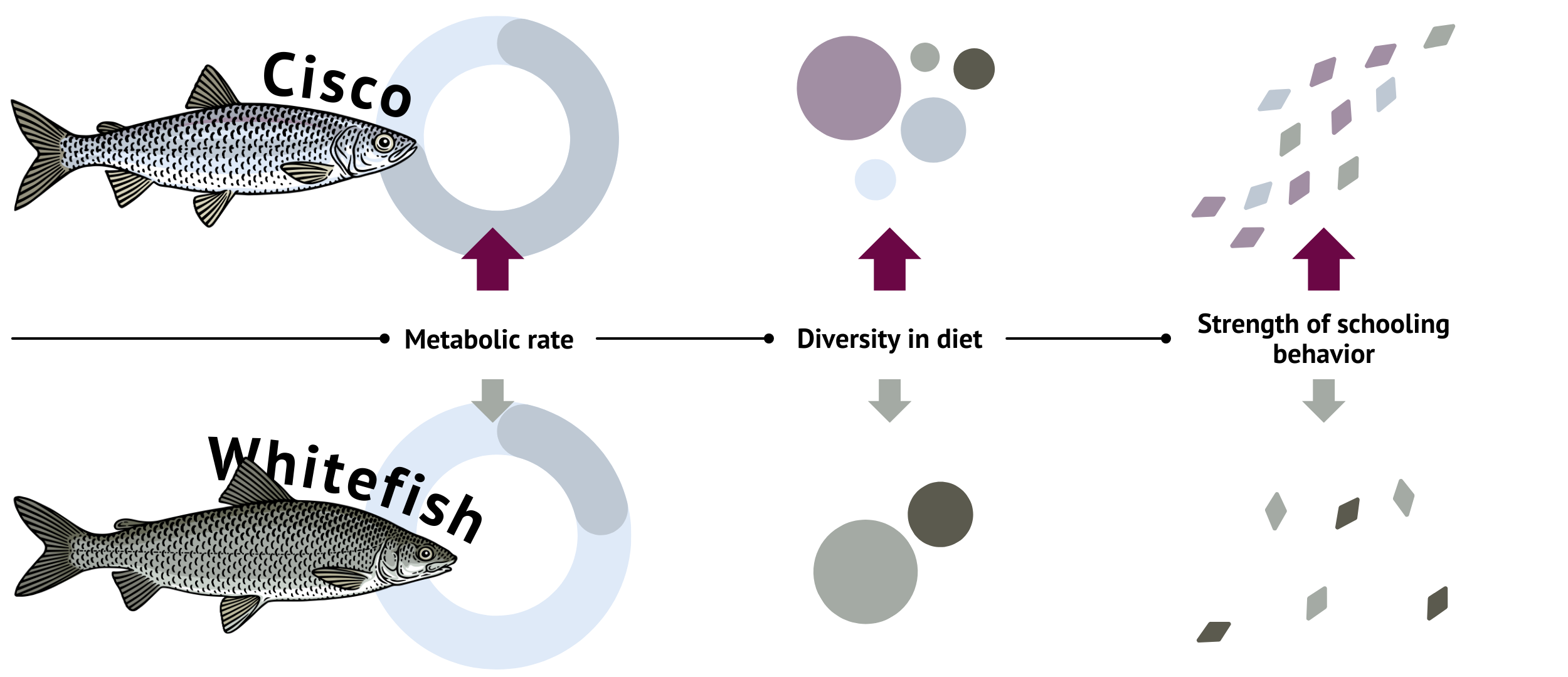 An image showing the difference in metabolic rate, diversity in diet, and strength of schooling in whitefish and cisco